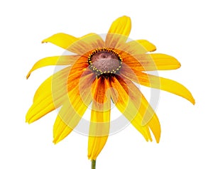 Flower of Rudbeckia hirta isolated on white photo