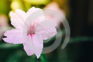 Flower (Ruellia, Dwarf Mexican Petunia Flower)