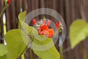 Flower of a runners bean Phaseolus coccineus