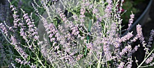 Flower, Russian Sage, Previously known as Perovskia atriplicifolia