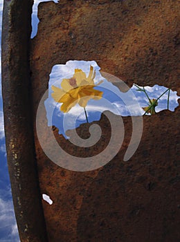 Flower and rusty garbage can