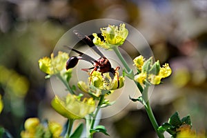 In the flower of Ruta graveolens a wasp Polistes canadensis