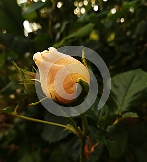 Flower`s bud among green grases