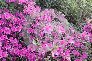 Blooming azalea flowers on qingyuanshan mountain, adobe rgb photo