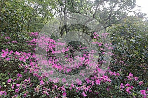 The azalea flowers on qingyuanshan mountain, adobe rgb photo