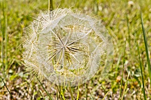 A flower`s feathery puff ball seeds