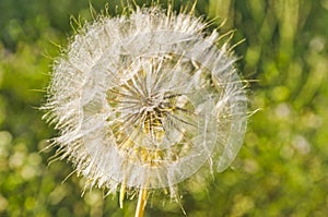 A flower`s feathery puff ball seeds