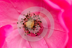 Flower`s stamen-Rosa chinensis Jacq.