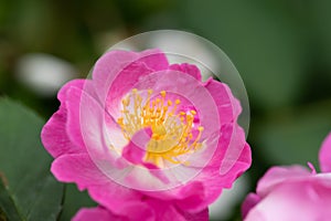 Flower`s stamen-Rosa chinensis Jacq.