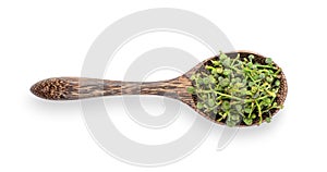 Flower of Sa lae or Broussonetia kurzii Corner in wood spoon on white background