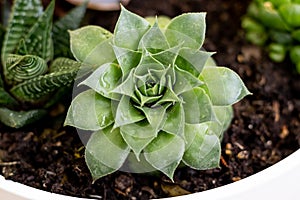 flower sacculent in a white pot close-up