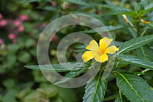 Flower (Sage rose flower)