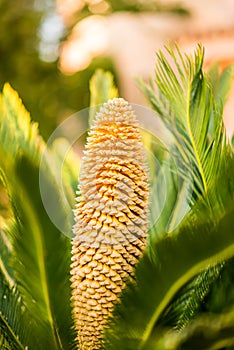 Flower of Sago Palm of Yellow Color