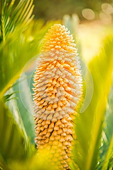Flower of Sago Palm of Yellow Color