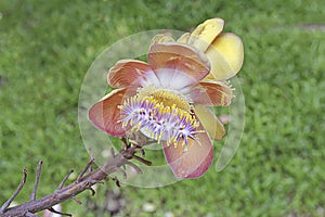Flower of Sal tree