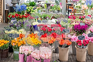 Flower for sale at a Dutch flower market, Amsterdam, Netherlands