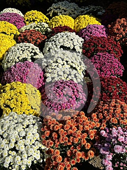 Flower sale at the public cemetery in All Saints\' Day