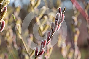 Flower of Salix gracilistyla `Mount Aso` plant, furry pink catkins which blossom in winter. Photographed at RHS Wisley, Surrey UK.