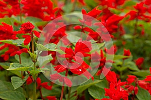 Flower Salvia splendens red