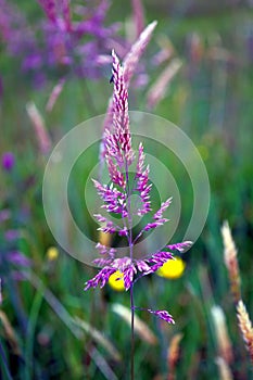 The flower of San Cayetano