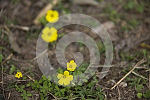 Flower in San Pedro, Buenos Aires, Argentina. photo