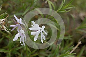 Flower of a sand phlox, Phlox bifida