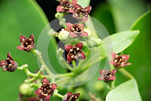 Flower of sandlewood tree, Santalum paniculatum, Satara