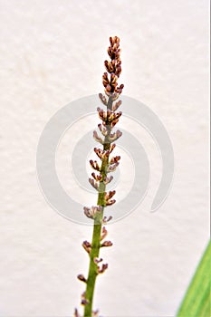 The flower of Sansevieria cylindrica in bloom