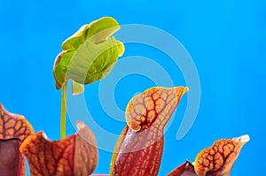 Flower of Sarracenia (Pitcher Plant)