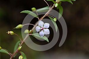 Flower of a Sauvagesia erecta