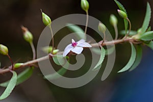 Flower of a Sauvagesia erecta