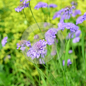 Flower Scabiosa