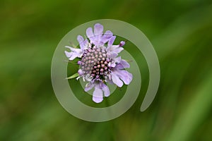 Flower of a Scabiosa lucida photo