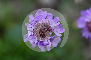 Flower of a Scabiosa lucida photo
