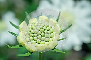 Flower of Scabiosa siamensis, selective focus, green leaf background