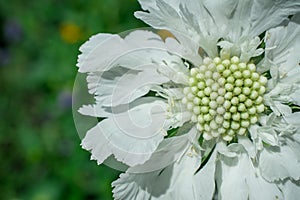 Flower of Scabiosa siamensis, selective focus, green leaf background