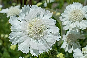 Flower of Scabiosa siamensis, selective focus, green leaf background