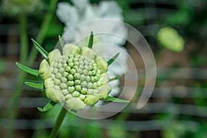 Flower of Scabiosa siamensis, selective focus, green leaf background