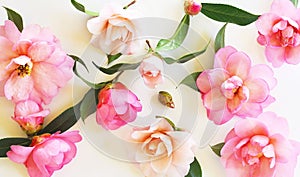 Flower scape of pink camelias on offwhite background