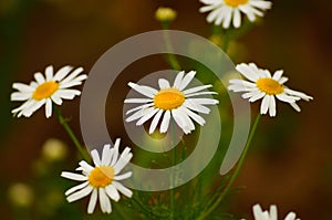 Flower of the scentless false mayweed