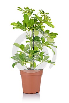 Flower schefflera in pot on white background.