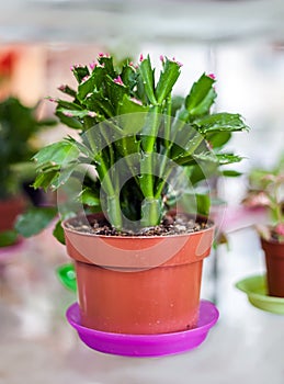 Flower Schlumberger Zygocactus in a flower pot