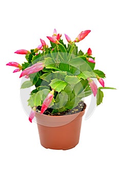 Flower Schlumbergera