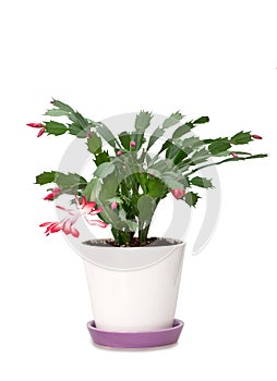 Flower Schlumbergera in pot