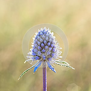 Flower sea holly blue (eryngium planum).