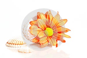Flower in sea shell over white