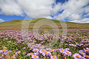 Flower sea in south of Gansu province from China