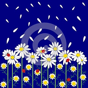 Flower seamless pattern with daisies