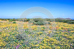 Flower season at West Coast National Park