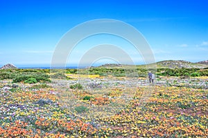 Flower season at West Coast National Park